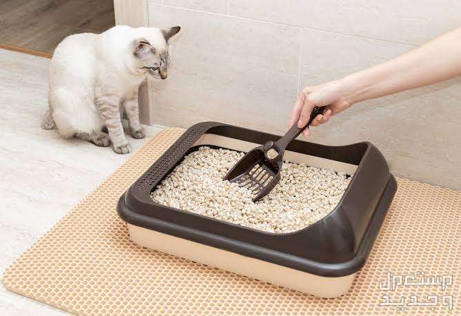 تعرف على مستلزمات القطط الصغيره الضرورية في الإمارات العربية المتحدة صندوق الرمال