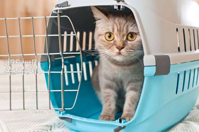 تعرف على مستلزمات القطط الصغيره الضرورية في الإمارات العربية المتحدة صندوق متنقل للقطط