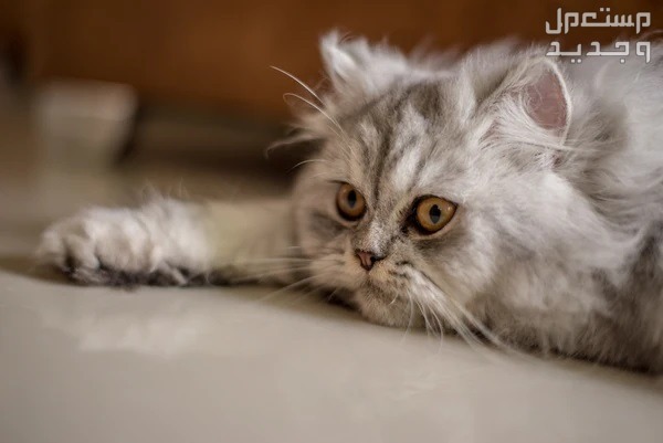 تعرف على كيفية العناية بـ قطه شيرازيه بشكل صحيح في مصر قطة شيرازي