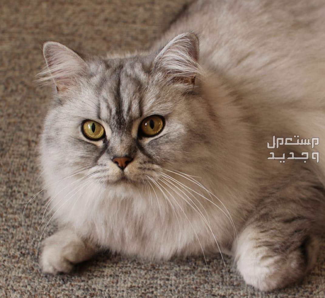 تعرف على كيفية العناية بـ قطه شيرازيه بشكل صحيح في مصر قطة شيرازي