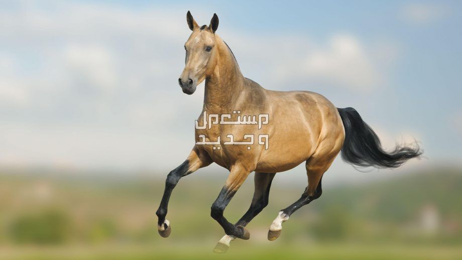 تعرف على سلالات خيول نادره في المغرب سلالة أخال تيكي