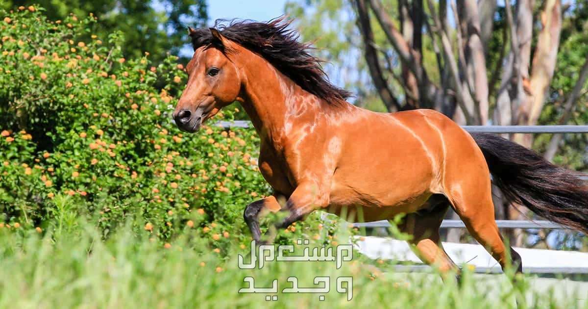 تعرف على سلالات خيول نادره في الكويت سلالة قزوين