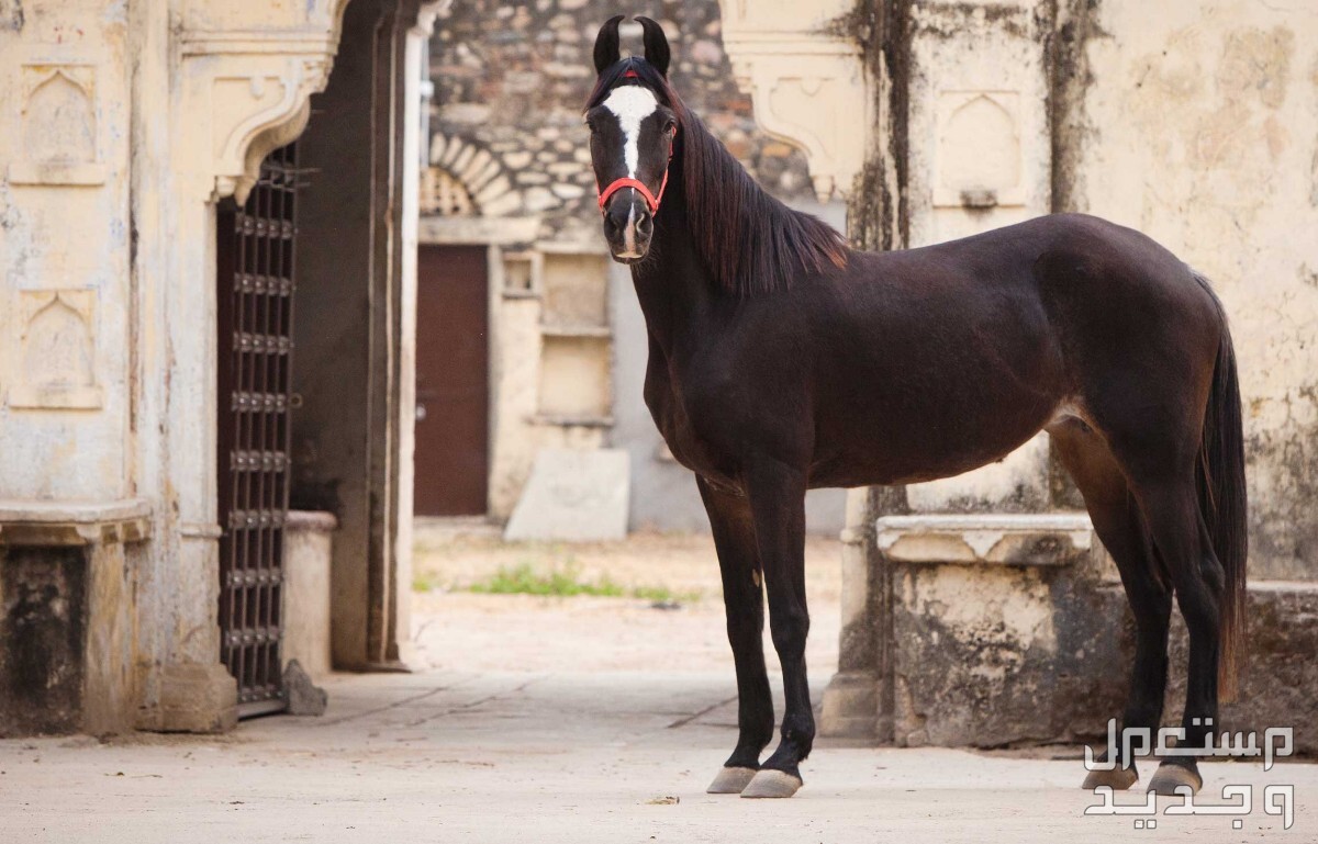 تعرف على سلالات خيول نادره في المغرب سلالة المارواري