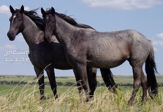 تعرف على سلالات خيول نادره في قطر خيول