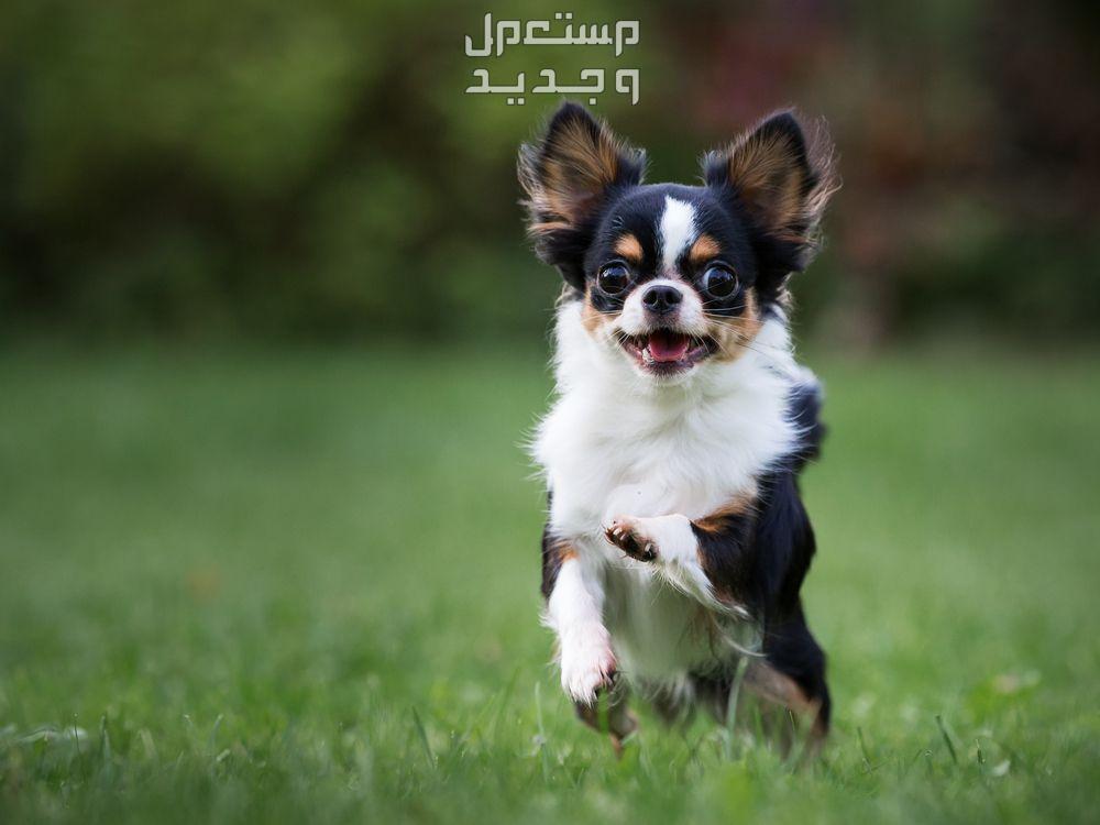 تعرف على اصغر كلاب العالم في فلسطين كلب صغير