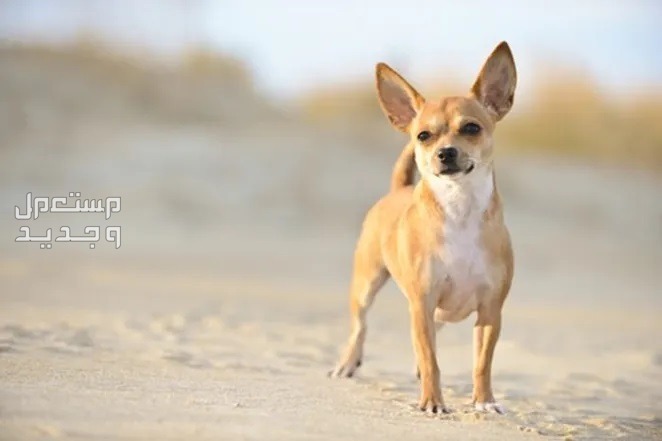 تعرف على اصغر كلاب العالم في السعودية كلب شيواوا