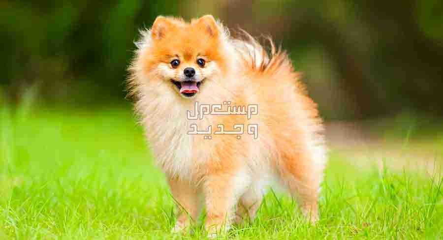 تعرف على اصغر كلاب العالم في السعودية كلب بومرينيان