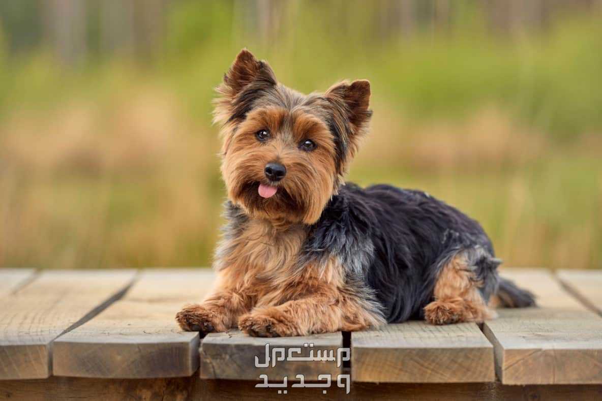 تعرف على اصغر كلاب العالم في السعودية كلب يوركشاير