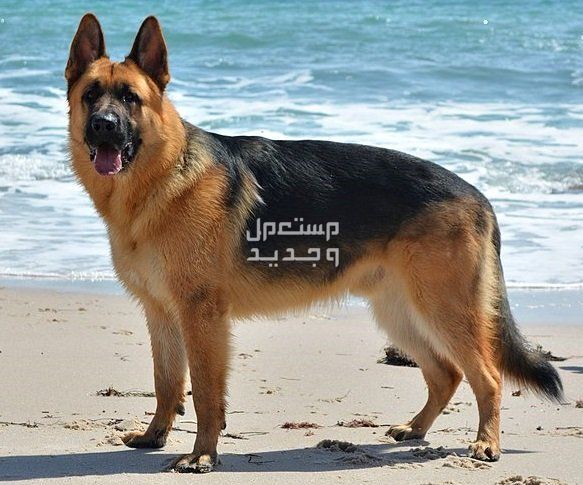 تعرف على أشهر انواع الكلاب الاليفه في سوريا الراعي الألماني