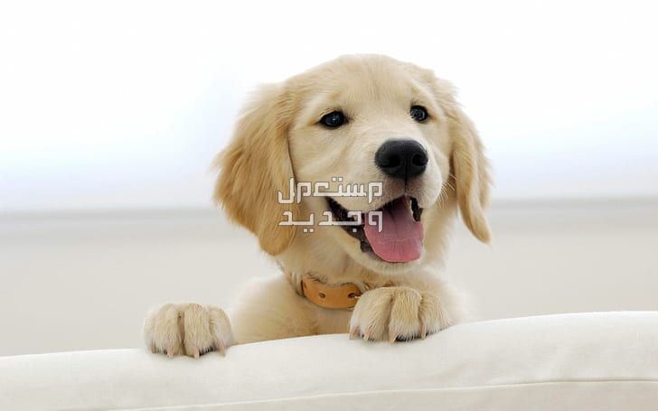 تعرف على أشهر انواع الكلاب الاليفه في سوريا كلب أليف صغير