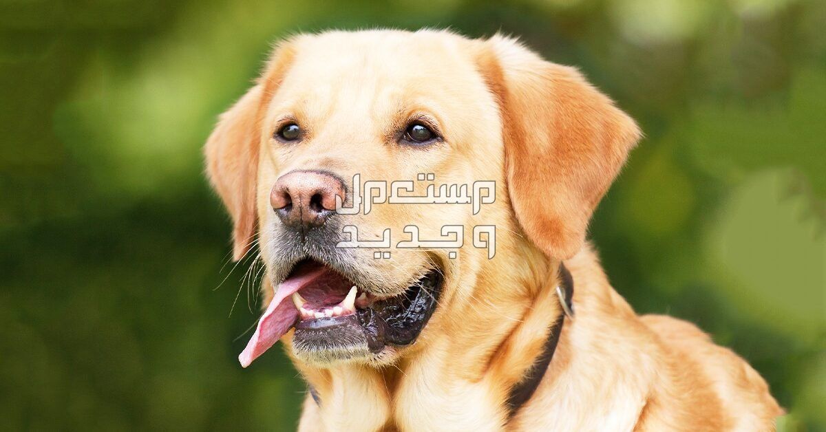 تعرف على أشهر انواع الكلاب الاليفه في اليَمَن لابرادور ريتريفر