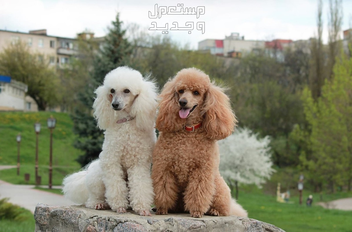 تعرف على أشهر انواع الكلاب الاليفه في سوريا كلب البودل