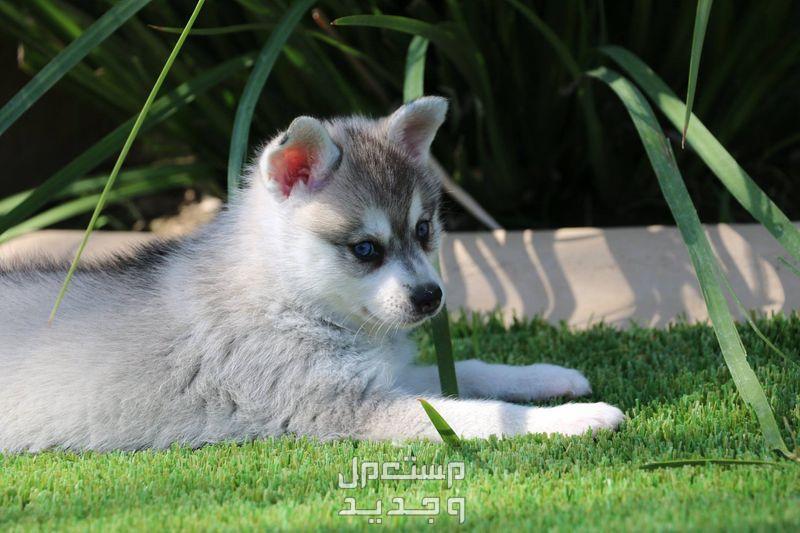 تعرف على أفضل الطرق للعناية بـ كلاب هاسكي صغيرة في عمان كلاب هاسكي صغيرة