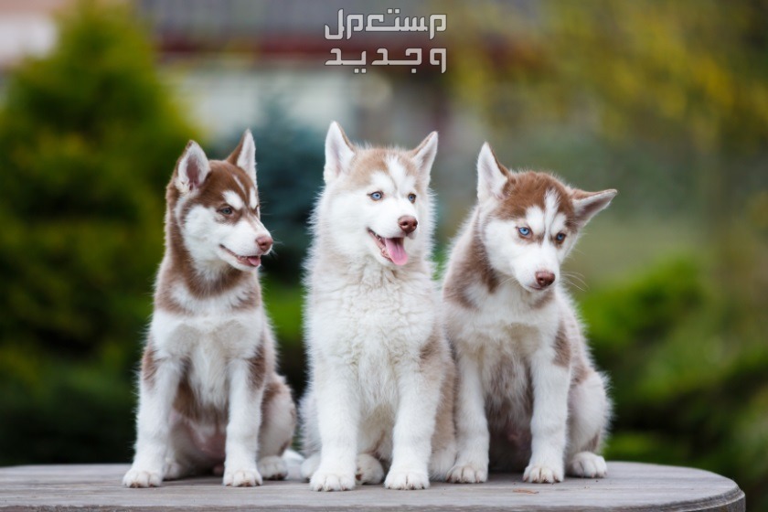 تعرف على أفضل الطرق للعناية بـ كلاب هاسكي صغيرة كلاب هاسكي صغيرة