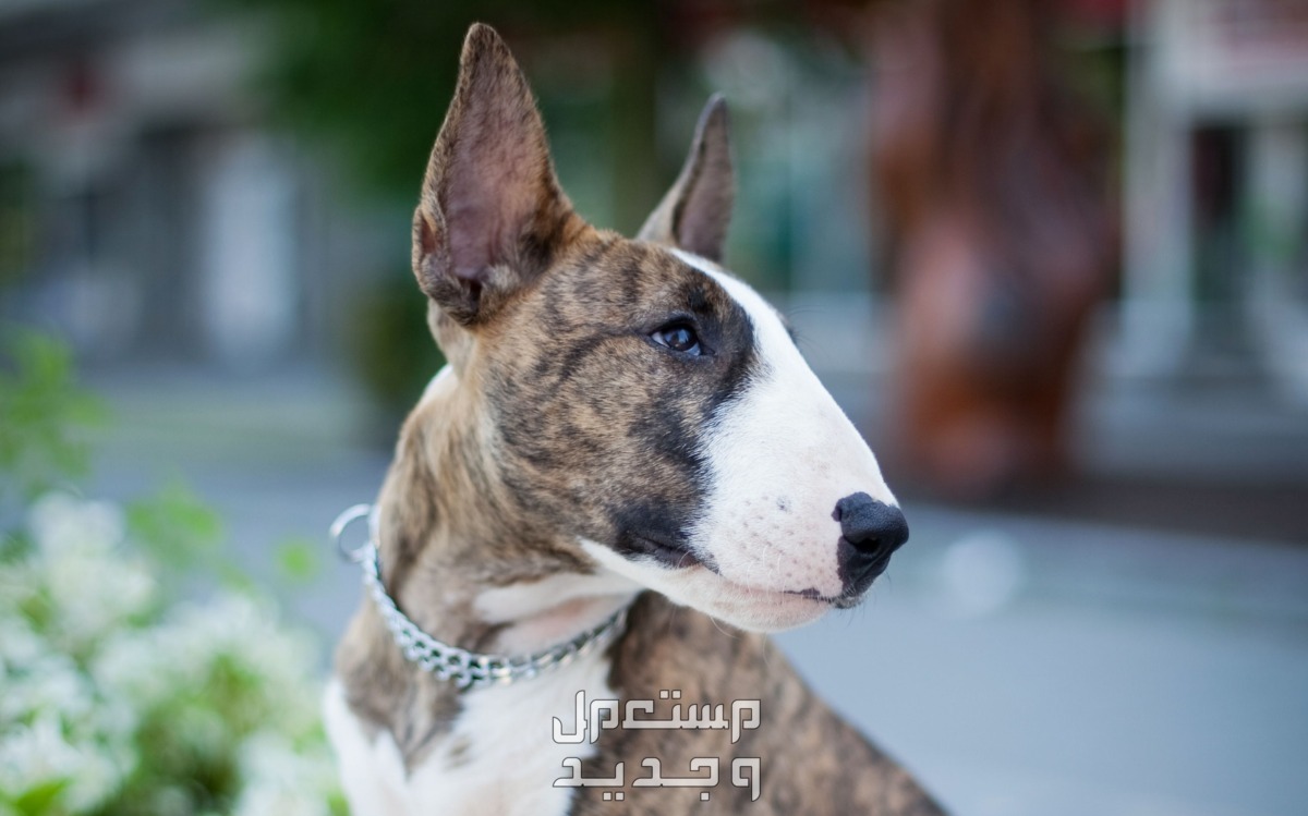 تعرف على اشكال الكلاب البيتبول وأنواعها في البحرين بول تيرير