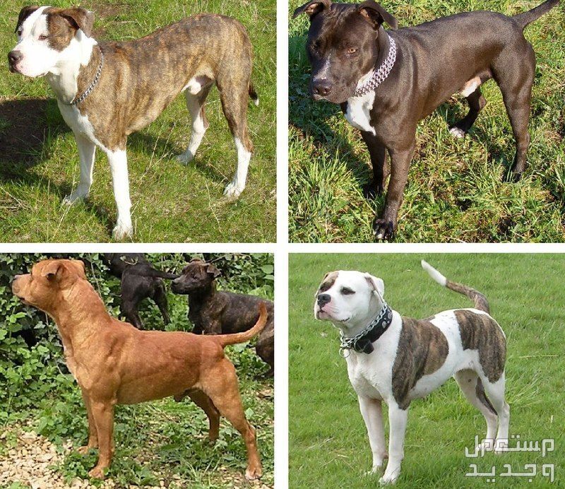 تعرف على اشكال الكلاب البيتبول وأنواعها في لبنان اشكال الكلاب البيتبول