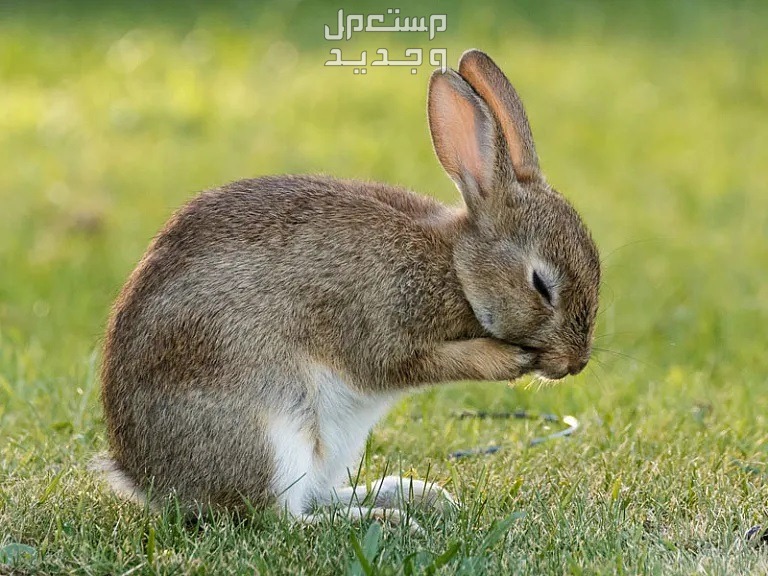 تعرف على أنواع ارانب برية متنوعة في العراق الأرنب الأوروبي