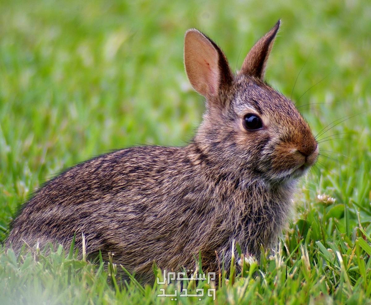 تعرف على أنواع ارانب برية متنوعة في فلسطين الأرنب الشرقي قطني الذيل