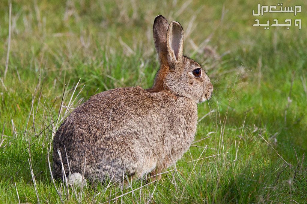 تعرف على أنواع ارانب برية متنوعة في العراق الأرنب الأوروبي
