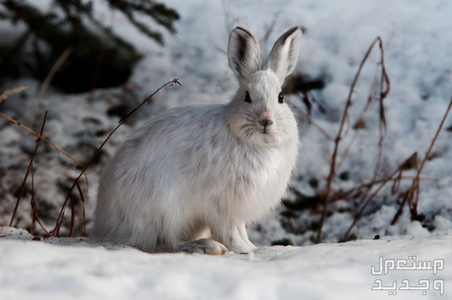 تعرف على أنواع ارانب برية متنوعة في العراق الأرنب الثلجي