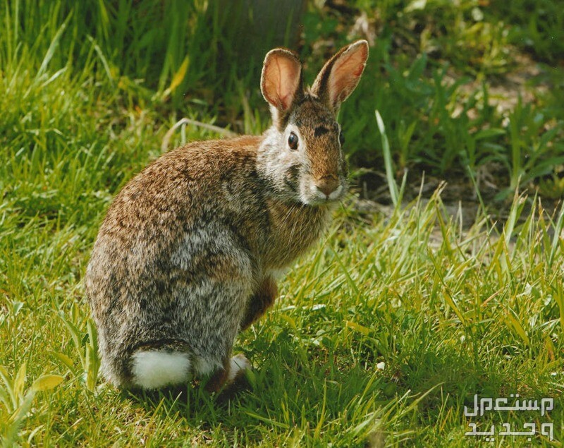 تعرف على أنواع ارانب برية متنوعة في العراق الأرنب الشرقي قطني الذيل