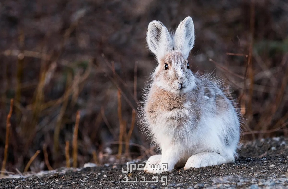 تعرف على أنواع ارانب برية متنوعة في العراق الأرنب الثلجي