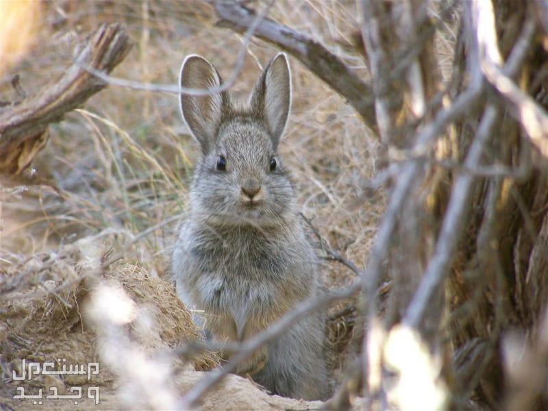 تعرف على أنواع ارانب برية متنوعة في فلسطين الأرنب القزم