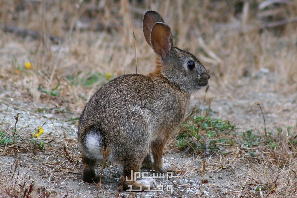 تعرف على أنواع ارانب برية متنوعة في العراق أرنب الفرشاة