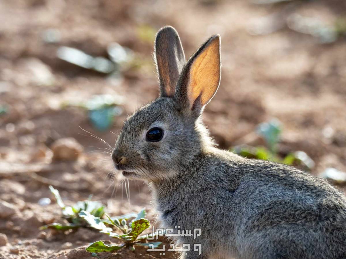 تعرف على أنواع ارانب برية متنوعة في العراق ارنب بري
