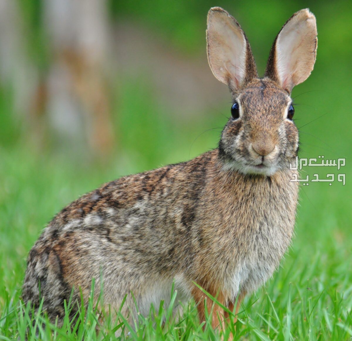 تعرف على أنواع ارانب برية متنوعة في العراق ارانب برية