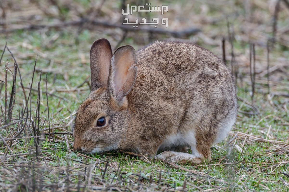 تعرف على أنواع ارانب برية متنوعة أرنب الفرشاة