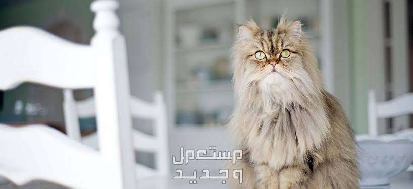 تعرف على أسباب عدم أكل القطط الشيرازي في الكويت القطط الشيرازي