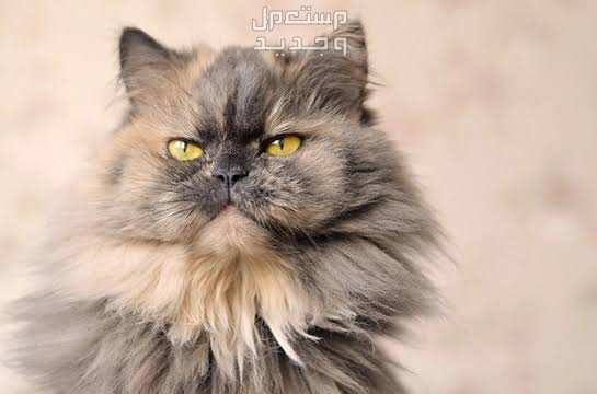 تعرف على أسباب عدم أكل القطط الشيرازي في مصر القطط الشيرازي