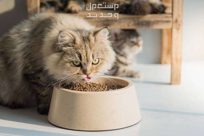 تعرف على أسباب عدم أكل القطط الشيرازي في العراق القطط الشيرازي