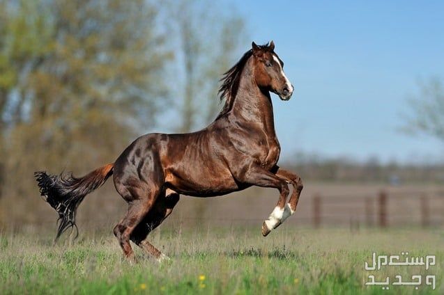 تعرف على أفضل سلالات خيول قفز الحواجز في البحرين خيول ثوروبريد