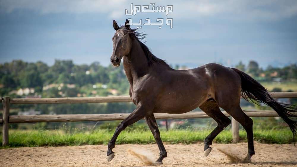 تعرف على أفضل سلالات خيول قفز الحواجز في الإمارات العربية المتحدة خيول ثوروبريد