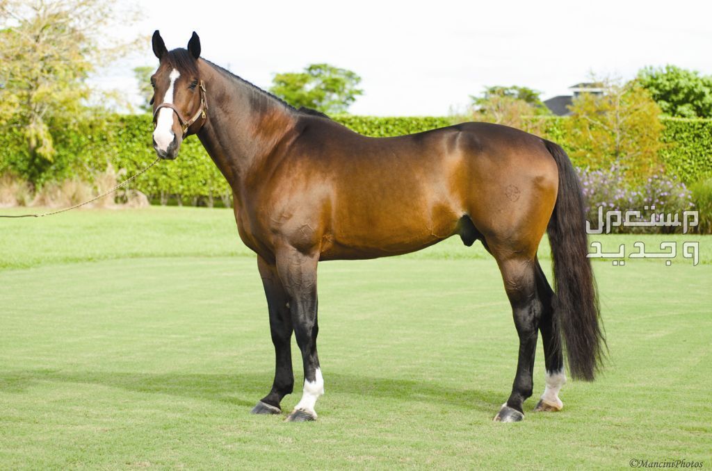 تعرف على أفضل سلالات خيول قفز الحواجز في الإمارات العربية المتحدة الخيول الرياضية الأيرلندية