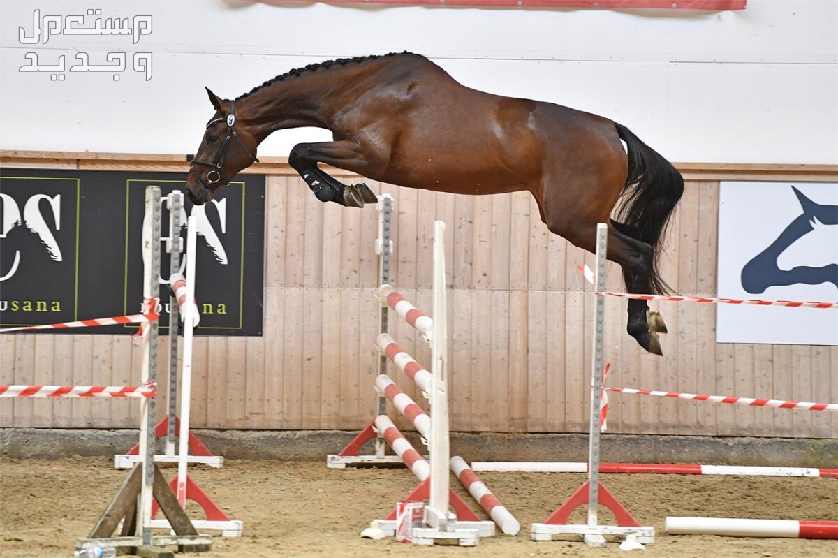 تعرف على أفضل سلالات خيول قفز الحواجز في البحرين خيول قفز الحواجز