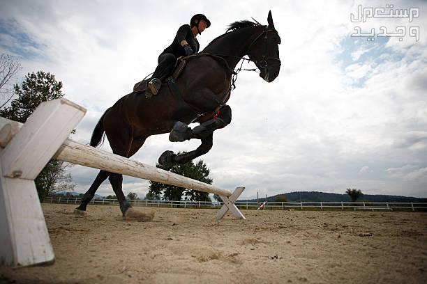 تعرف على أفضل سلالات خيول قفز الحواجز في الإمارات العربية المتحدة خيول قفز الحواجز