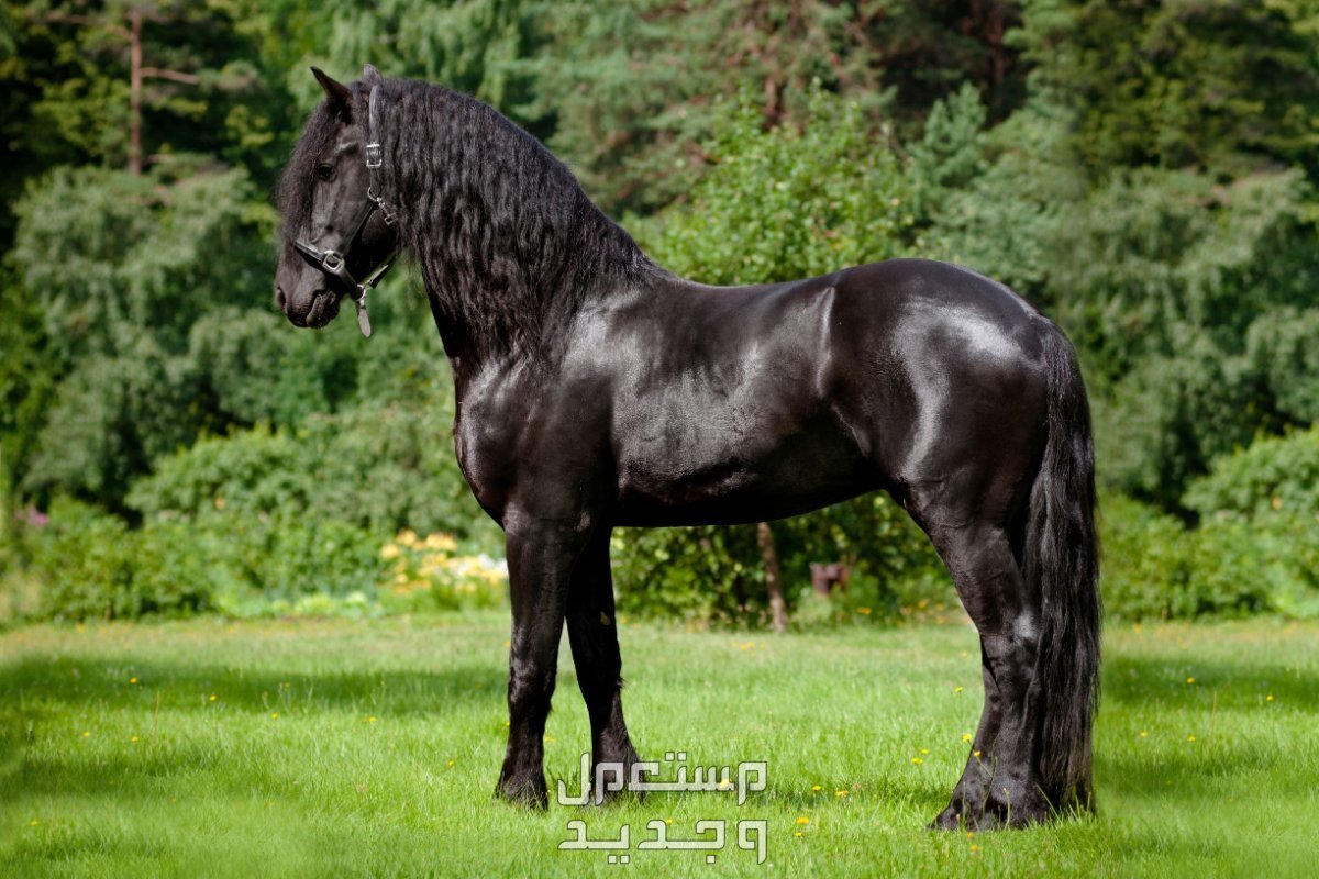 تعرف على اجمل خيل اسود خيول الفريزيان