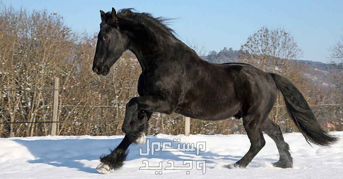 تعرف على اجمل خيل اسود اجمل خيل اسود