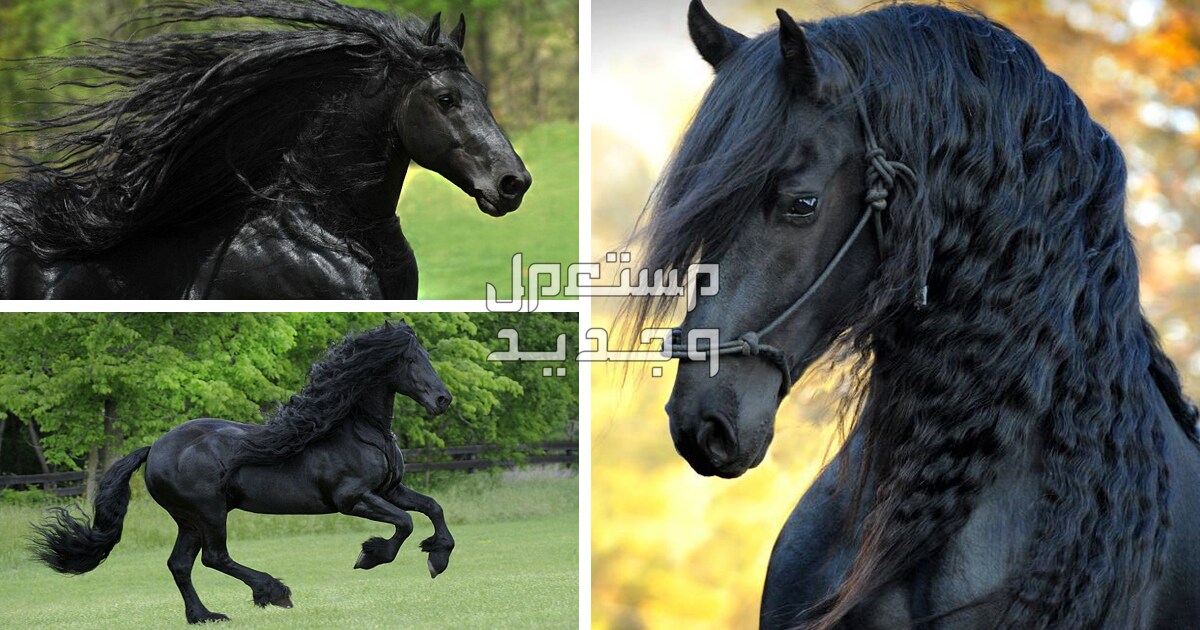 تعرف على اجمل خيل اسود في عمان خيول سوداء