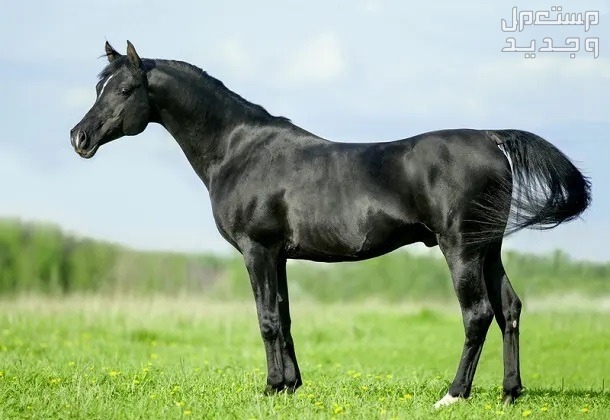 تعرف على اجمل خيل اسود في السعودية الخيول العربية السوداء