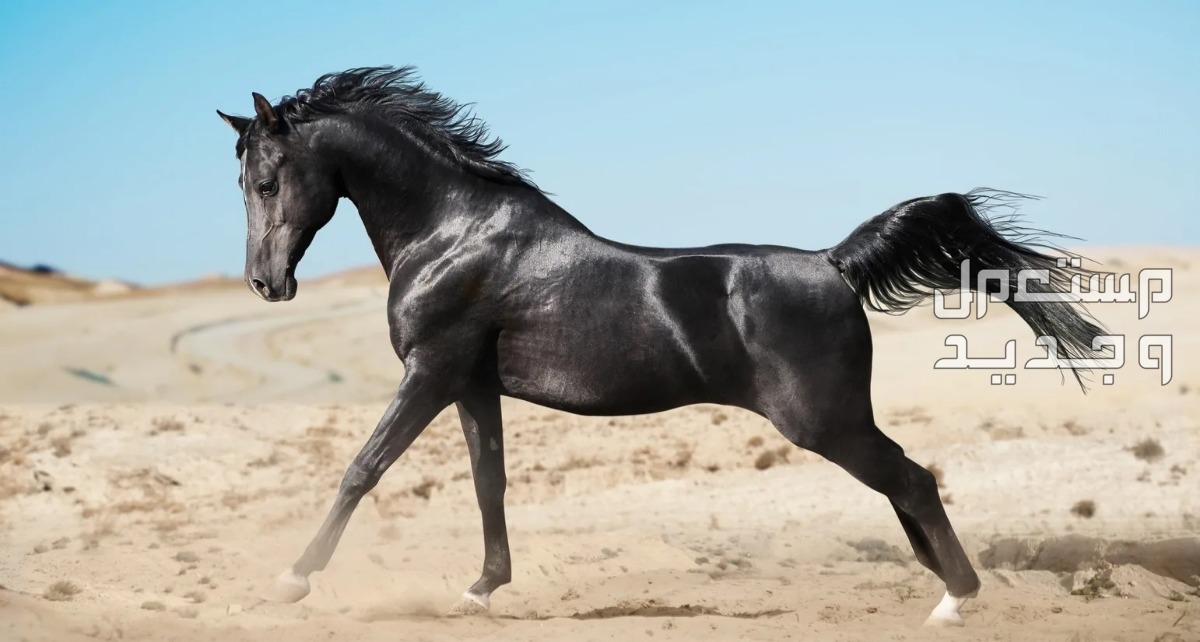 تعرف على اجمل خيل اسود في السعودية الخيول العربية السوداء
