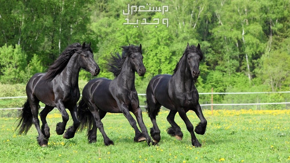 تعرف على اجمل خيل اسود في تونس خيول الفريزيان