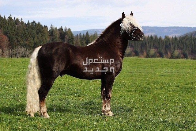 تعرف على اجمل خيل اسود خيول الغابة السوداء
