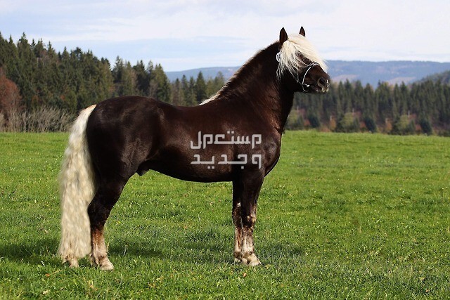 تعرف على اجمل خيل اسود في السعودية خيول الغابة السوداء