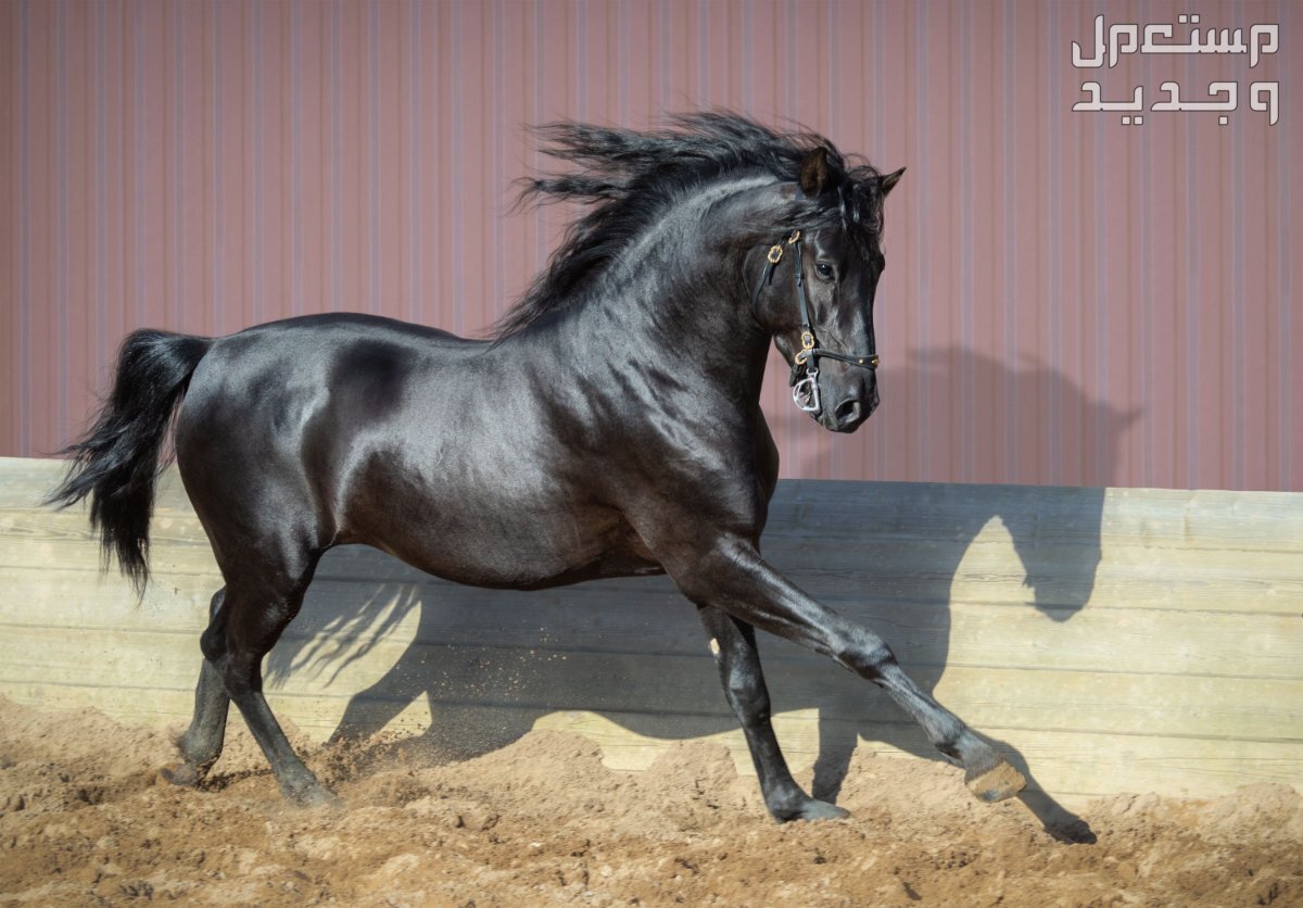 تعرف على اجمل خيل اسود في عمان الخيول الأندلسية