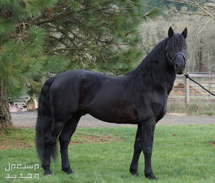 تعرف على اجمل خيل اسود خيول بلاك مورجان
