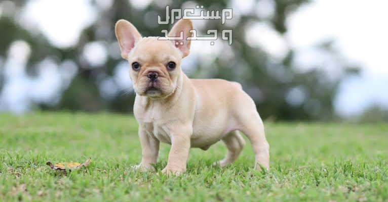 تعرف على كلاب البولدوج الفرنسية كلب البولدوج الفرنسي